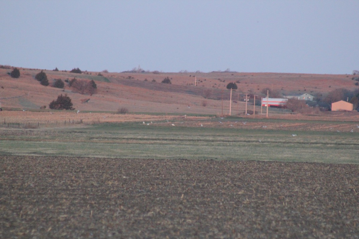 Whooping Crane - Ethan Ideus