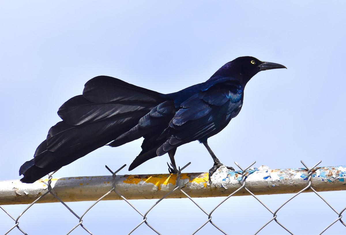 Great-tailed Grackle - ML617557899