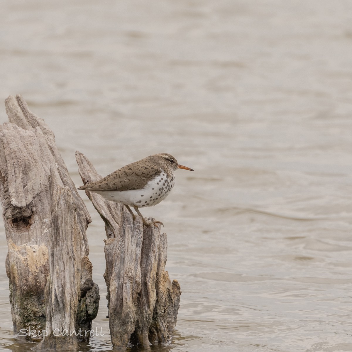 Spotted Sandpiper - Skip Cantrell