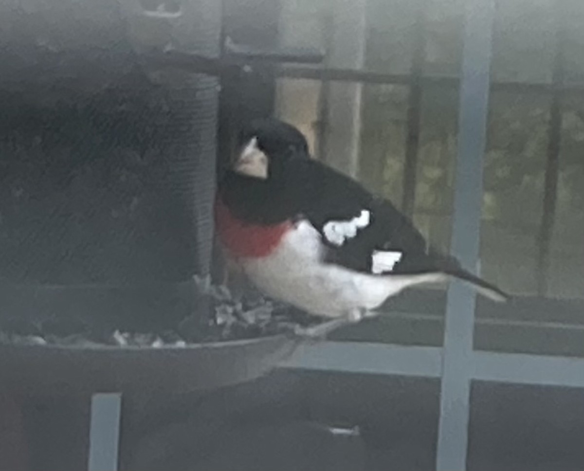 Rose-breasted Grosbeak - ML617557916