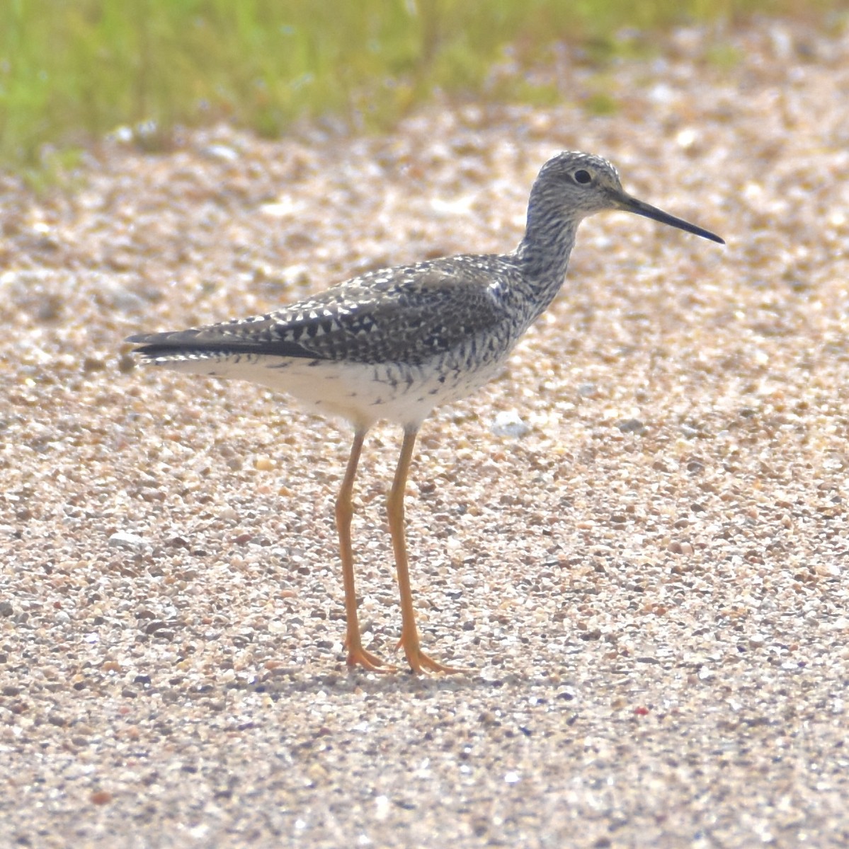 Greater Yellowlegs - ML617557946