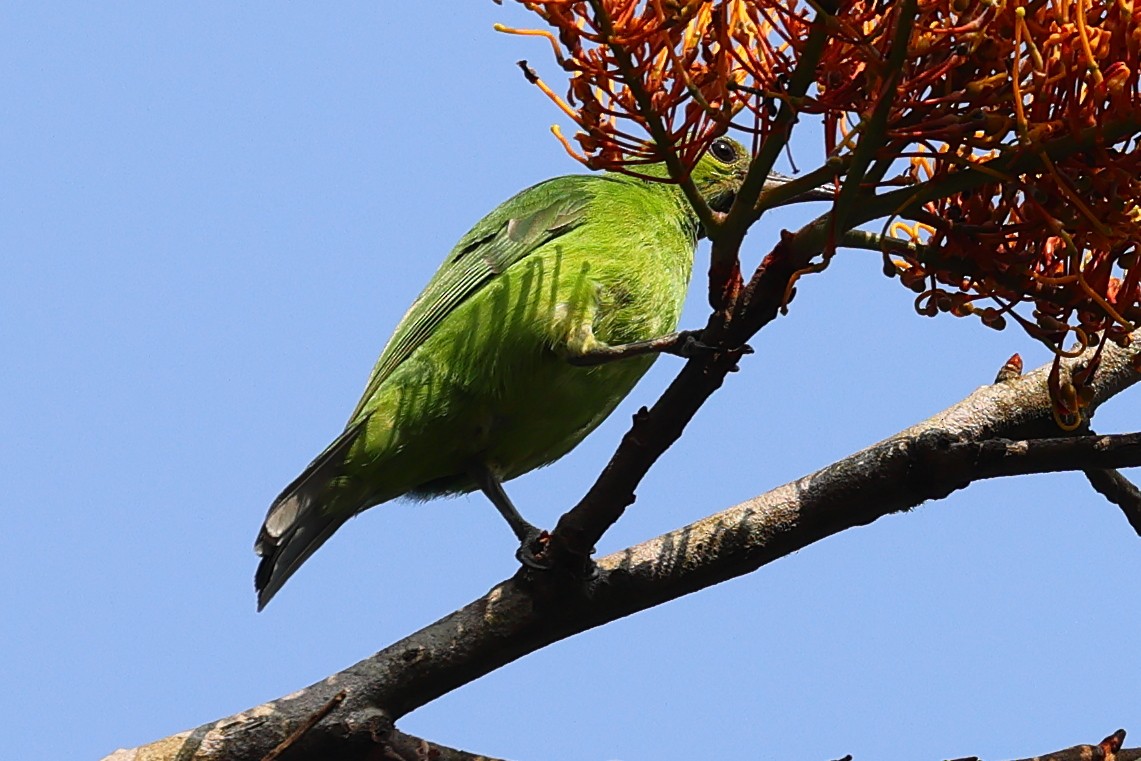 Golden-fronted Leafbird - Kakul Paul