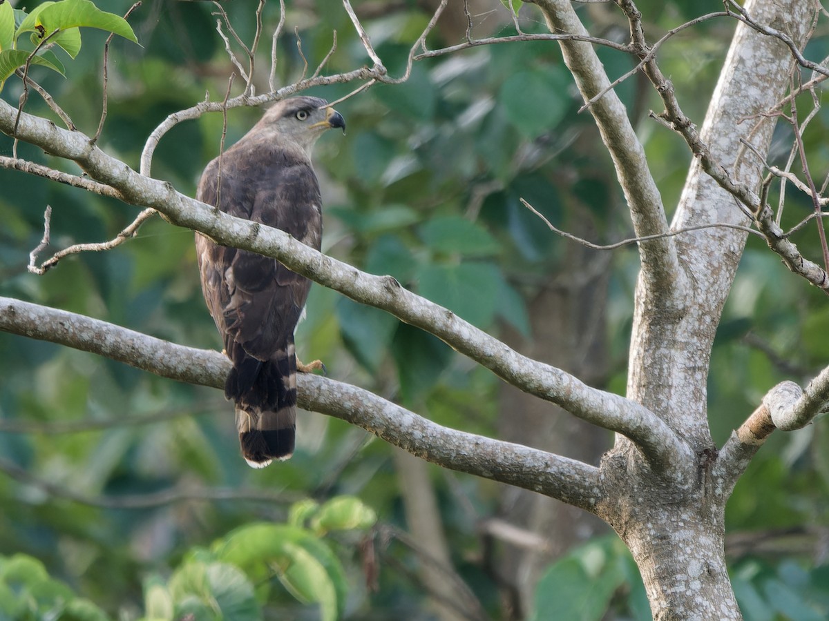 Fasciated Snake-Eagle - ML617557967