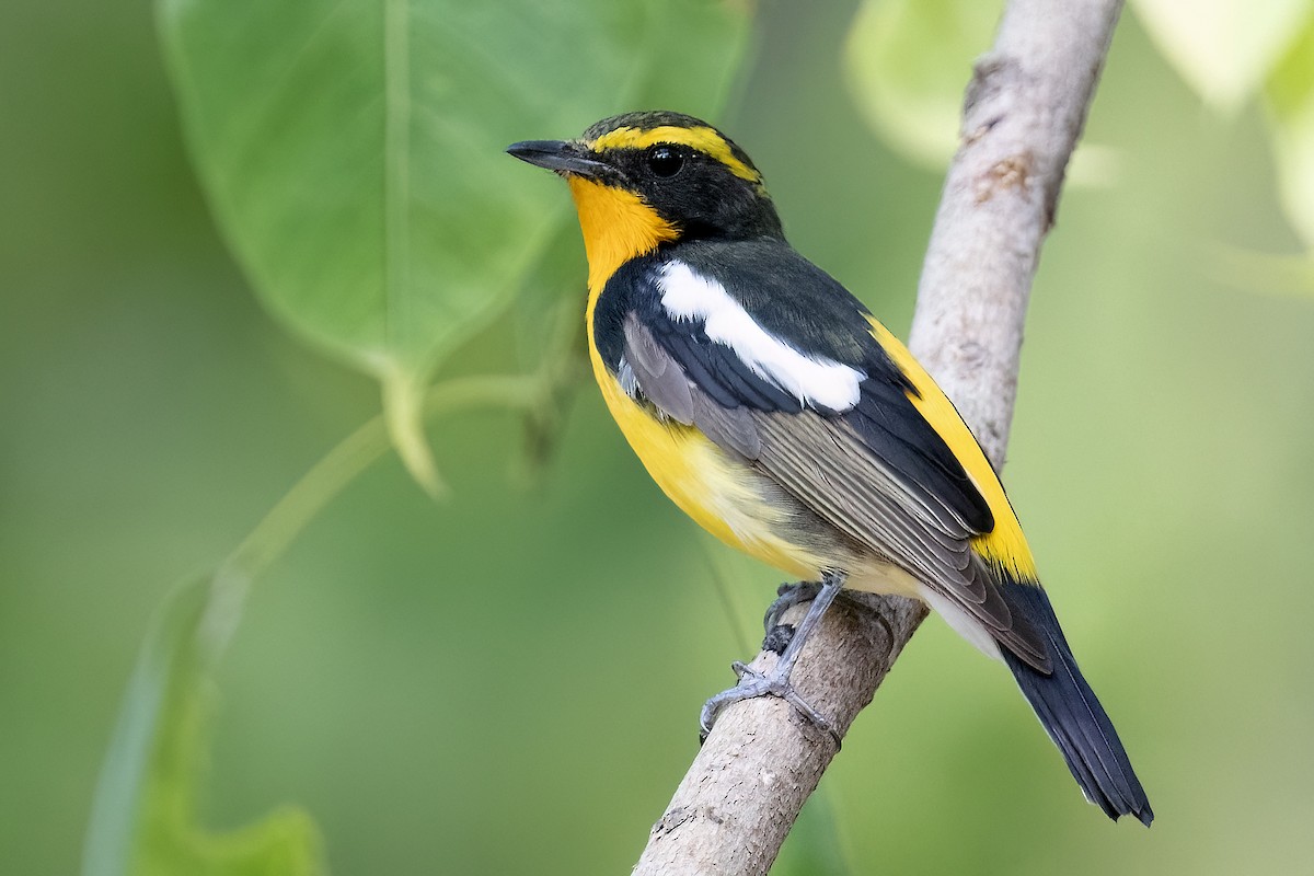 Narcissus Flycatcher - ML617557984