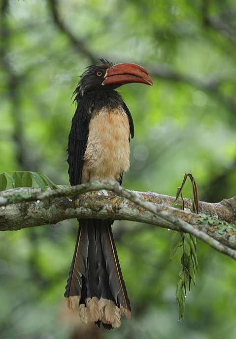 Crowned Hornbill - ML617558006