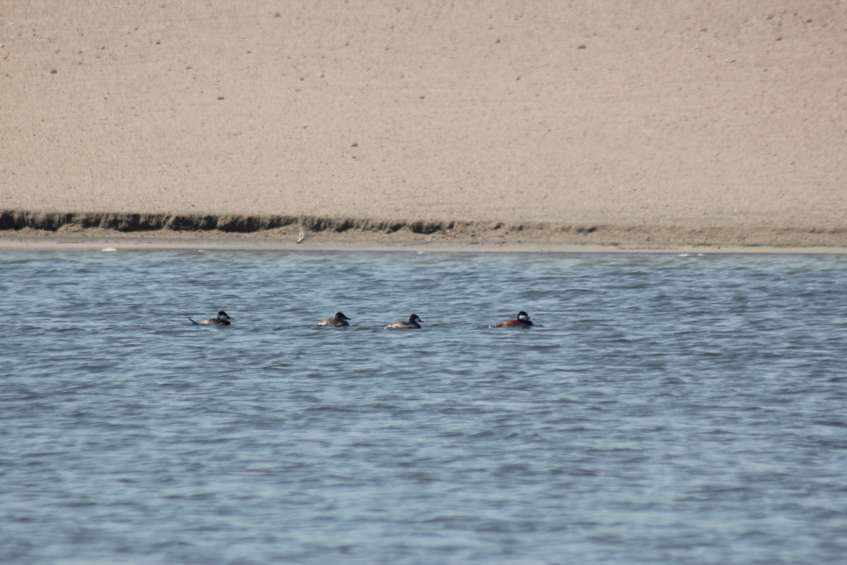 Ruddy Duck - ML617558048