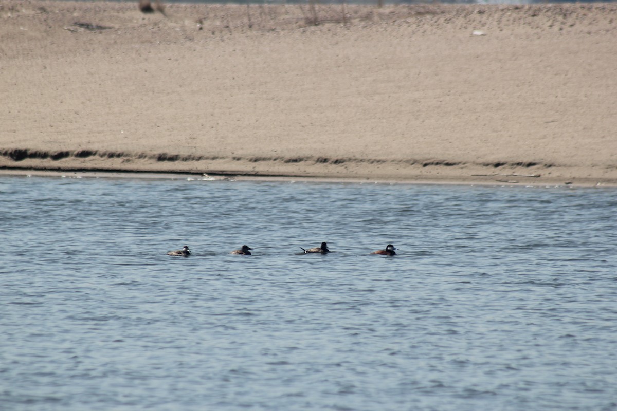 Ruddy Duck - ML617558052