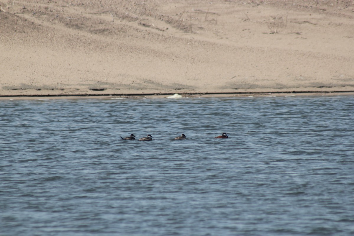 Ruddy Duck - ML617558053