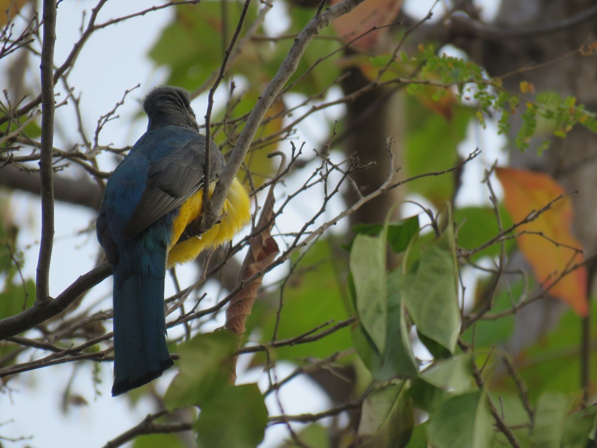 Citreoline Trogon - Michel Turcot