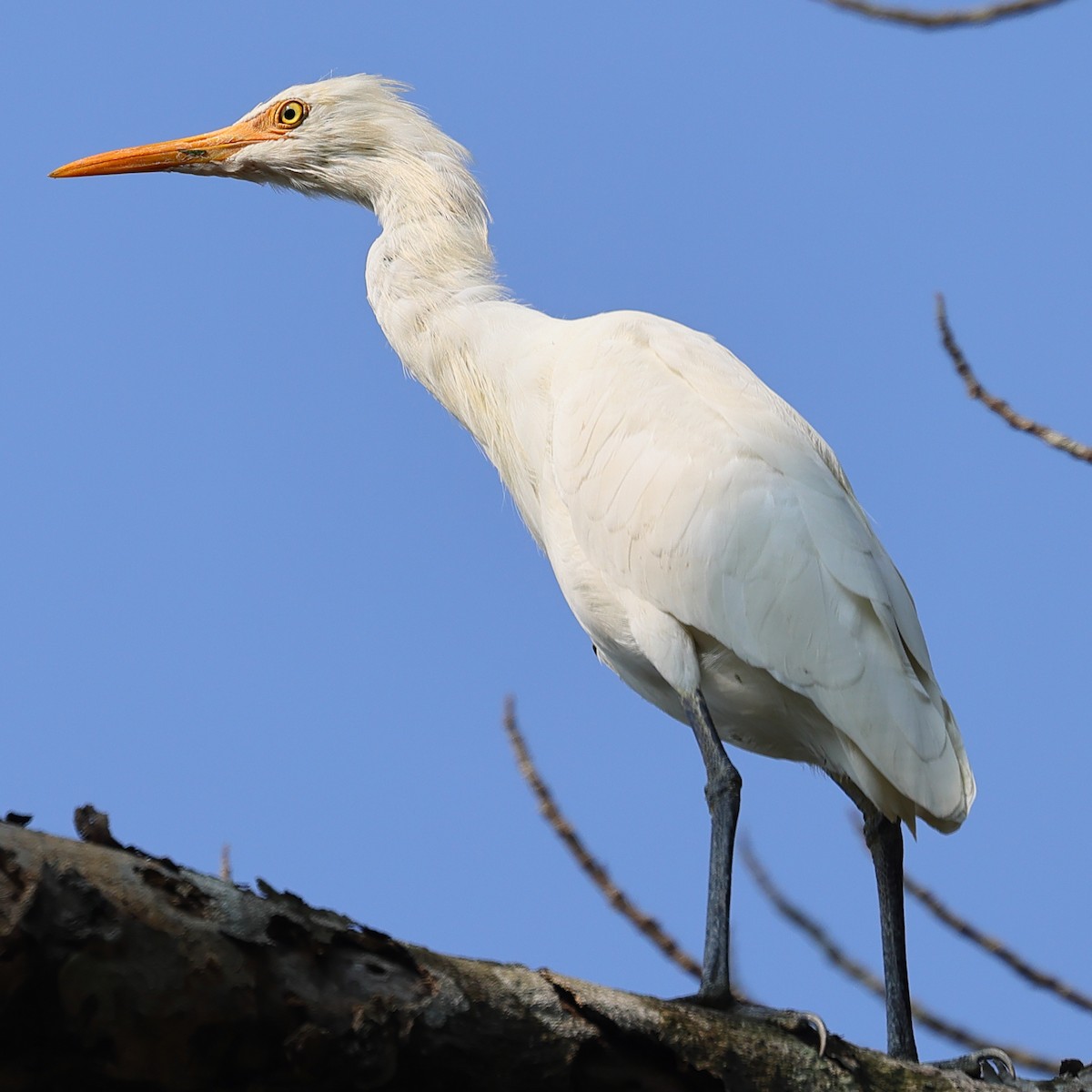 Medium Egret - Kakul Paul