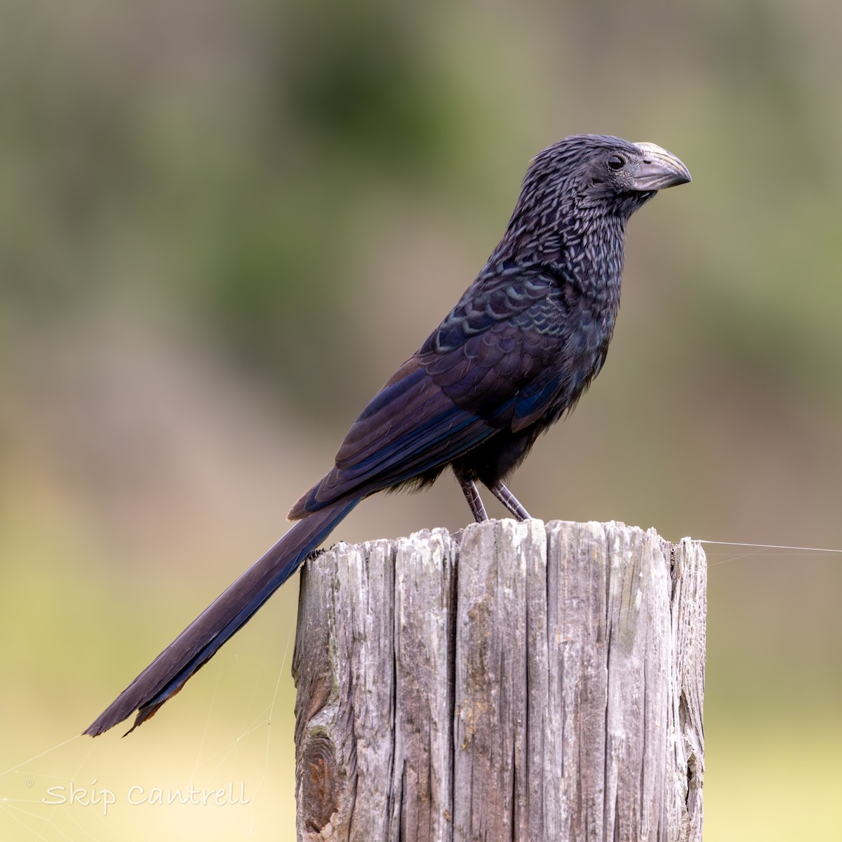 Groove-billed Ani - ML617558081