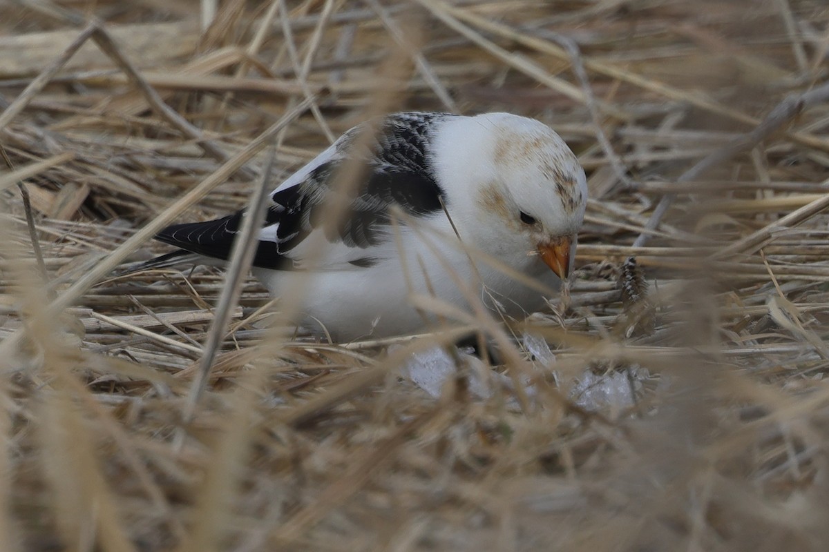 Snow Bunting - Fabio Olmos