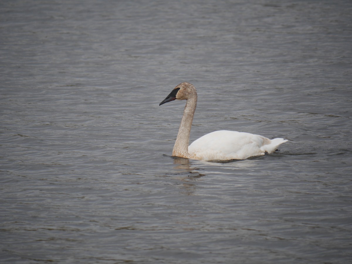 Trumpeter Swan - Cindy Dobrez