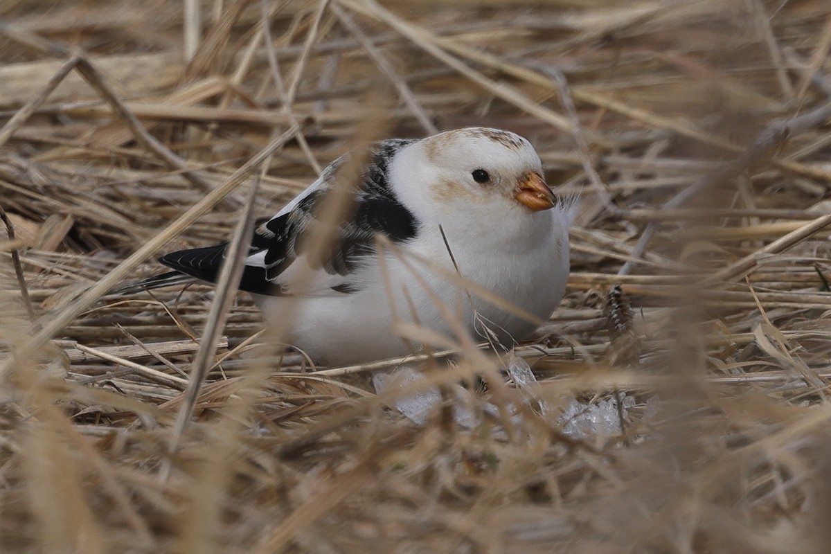 Snow Bunting - ML617558104