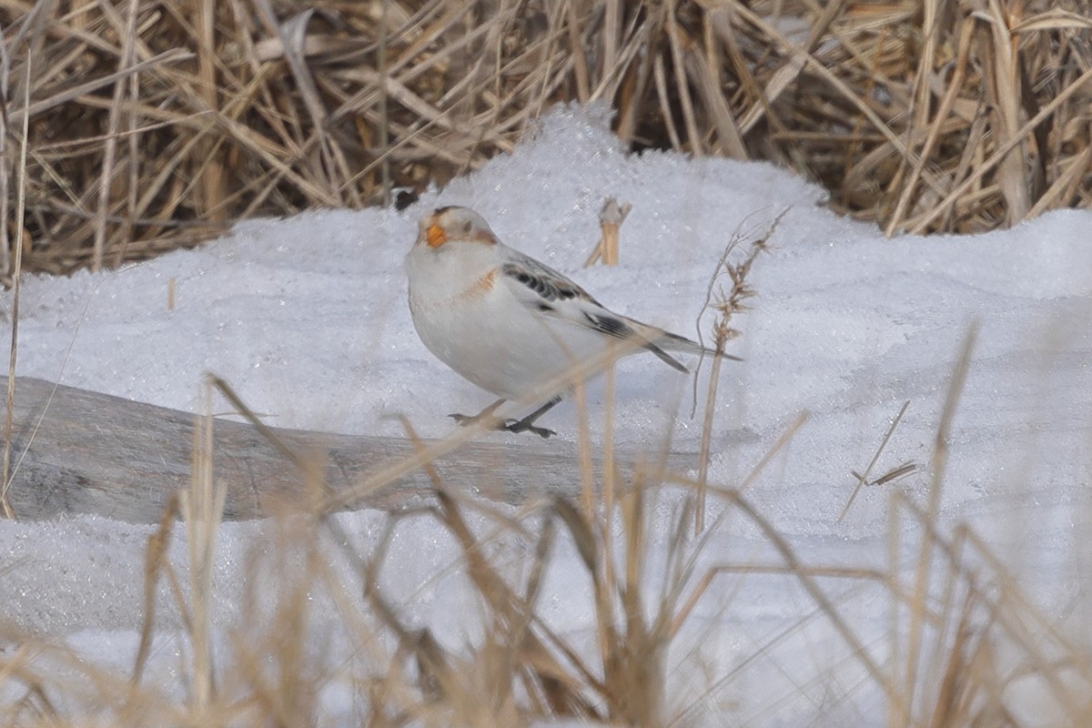 Snow Bunting - ML617558105