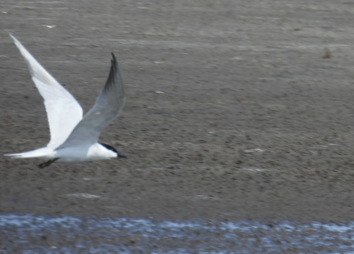 Gull-billed Tern - ML617558118