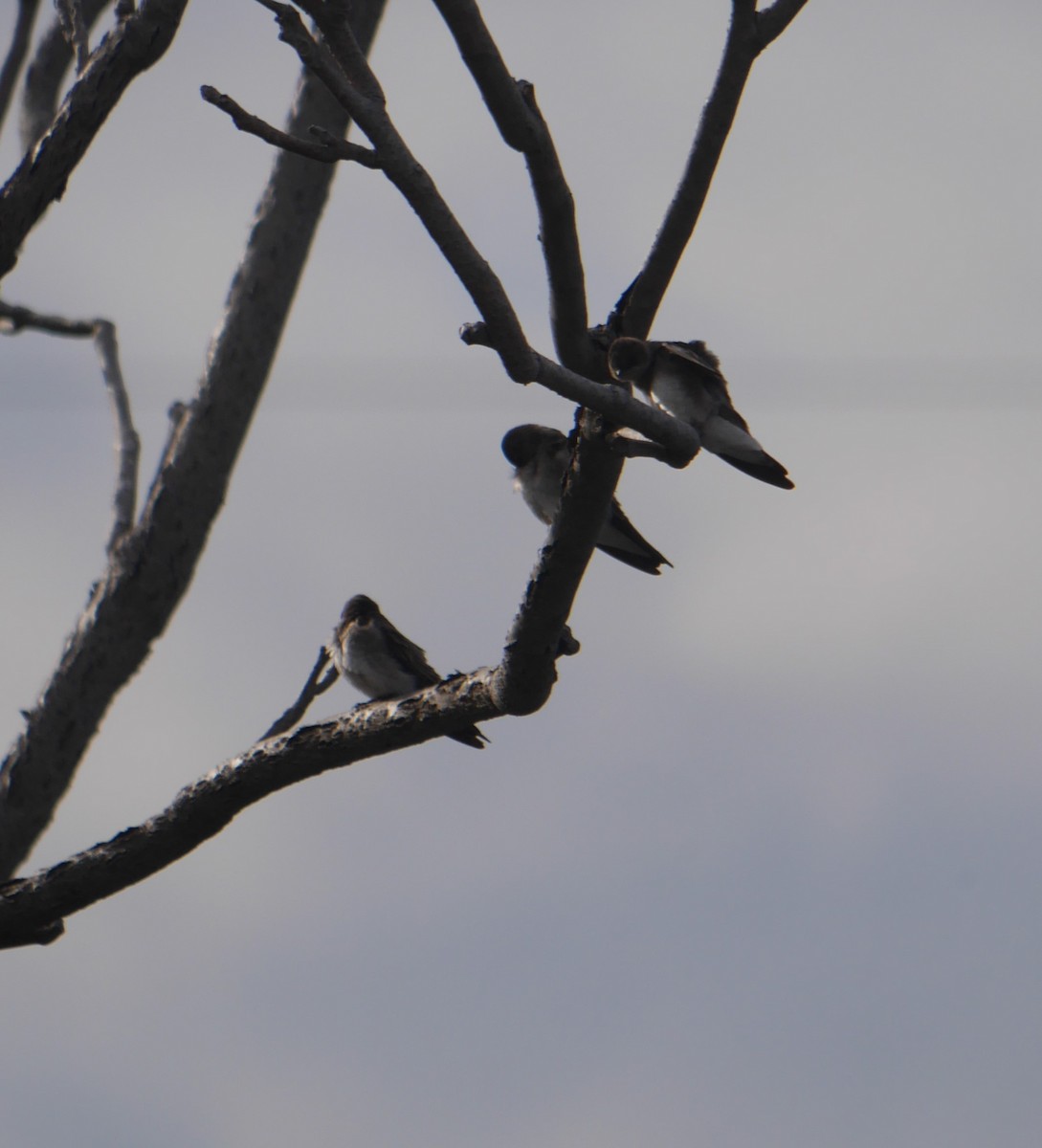 Northern Rough-winged Swallow - Cindy Dobrez