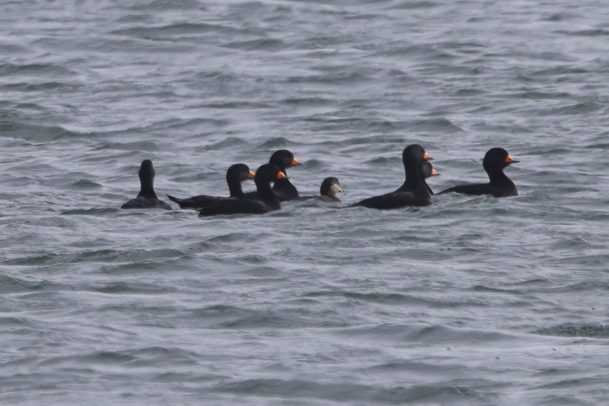 Black Scoter - ML617558128