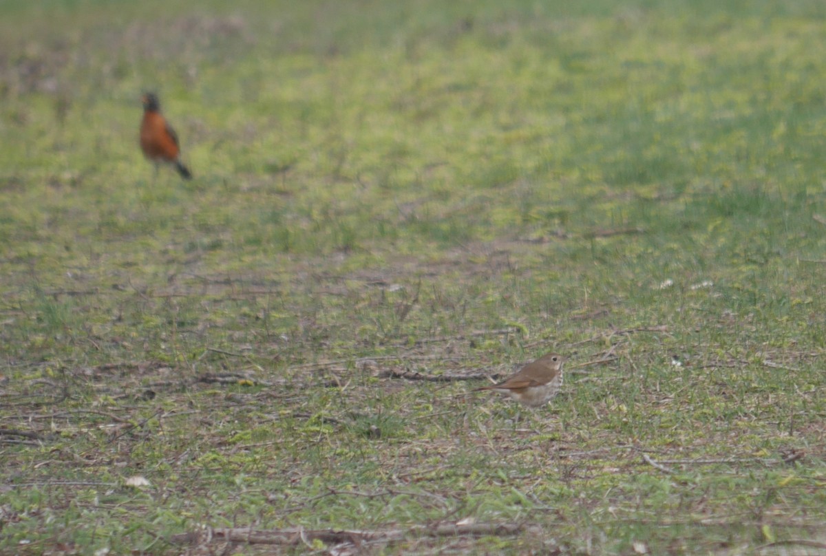 Hermit Thrush - ML617558150