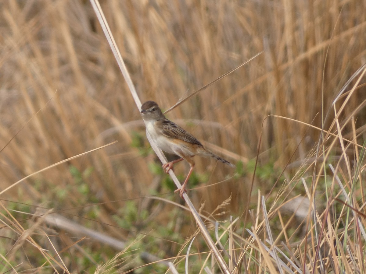 Plain Prinia - ML617558162