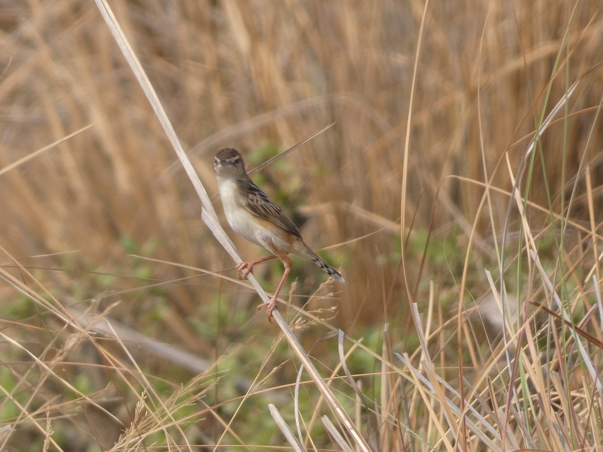 Plain Prinia - ML617558163