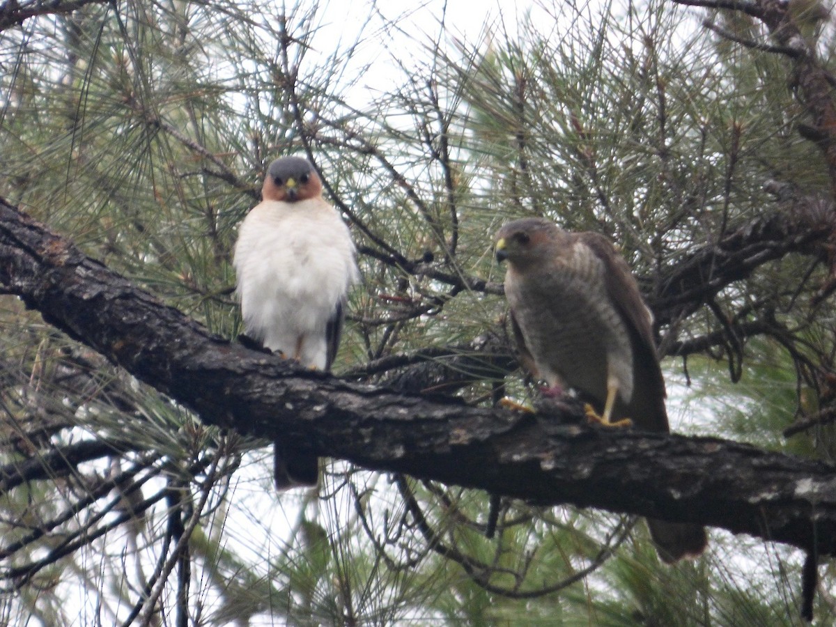 Sharp-shinned Hawk - ML617558185