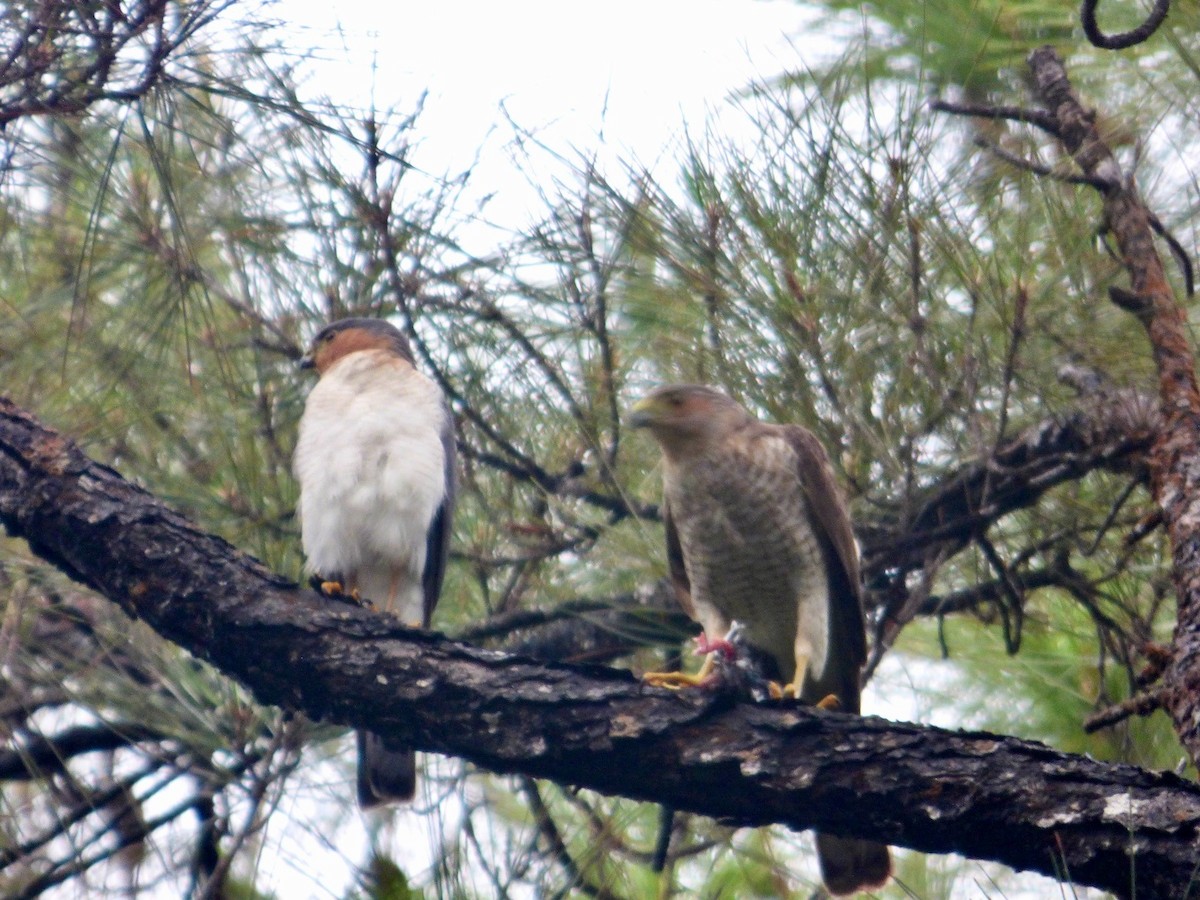 Sharp-shinned Hawk - Juan Carlos Lobaina