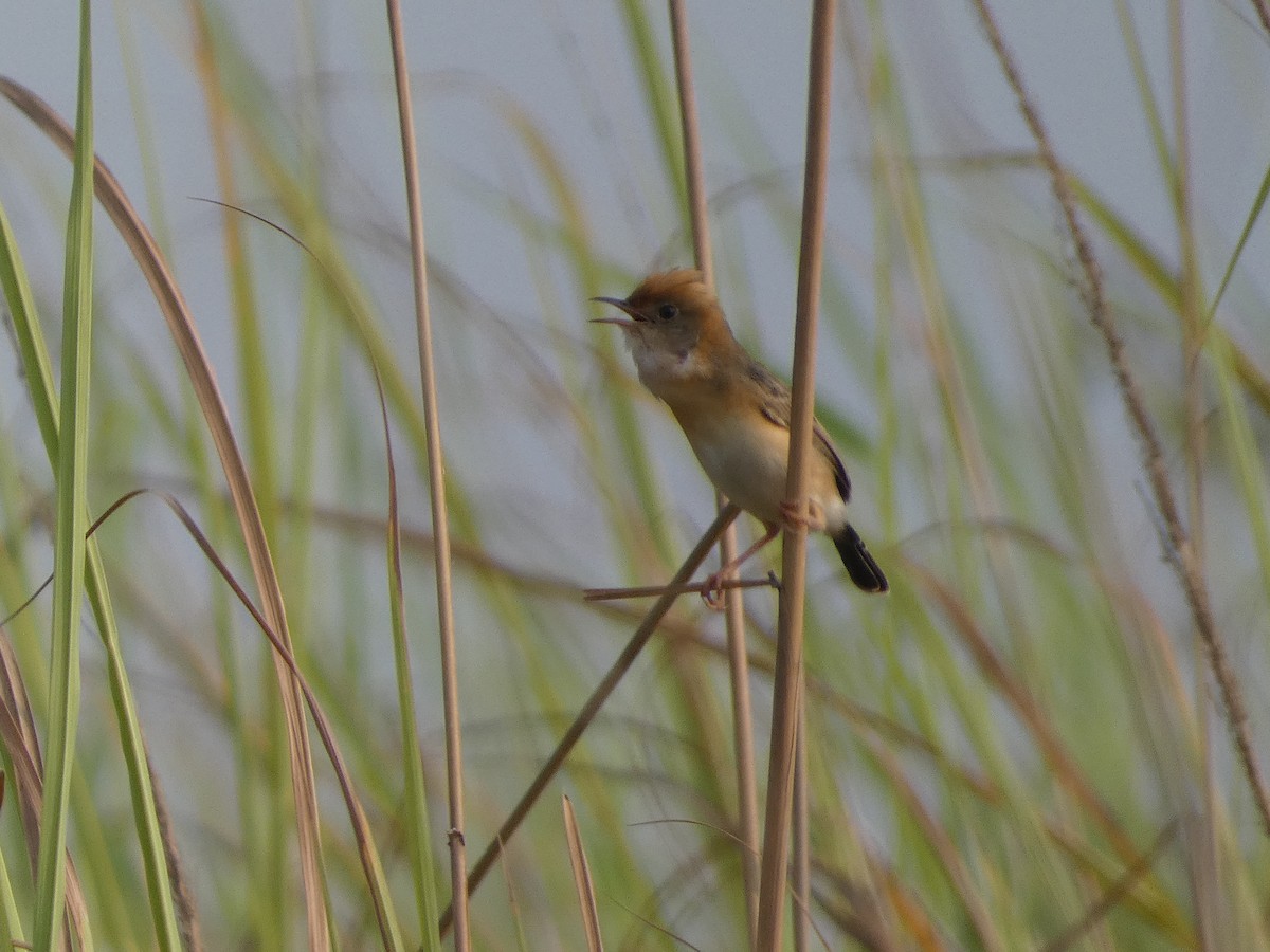 Golden-headed Cisticola - ML617558196