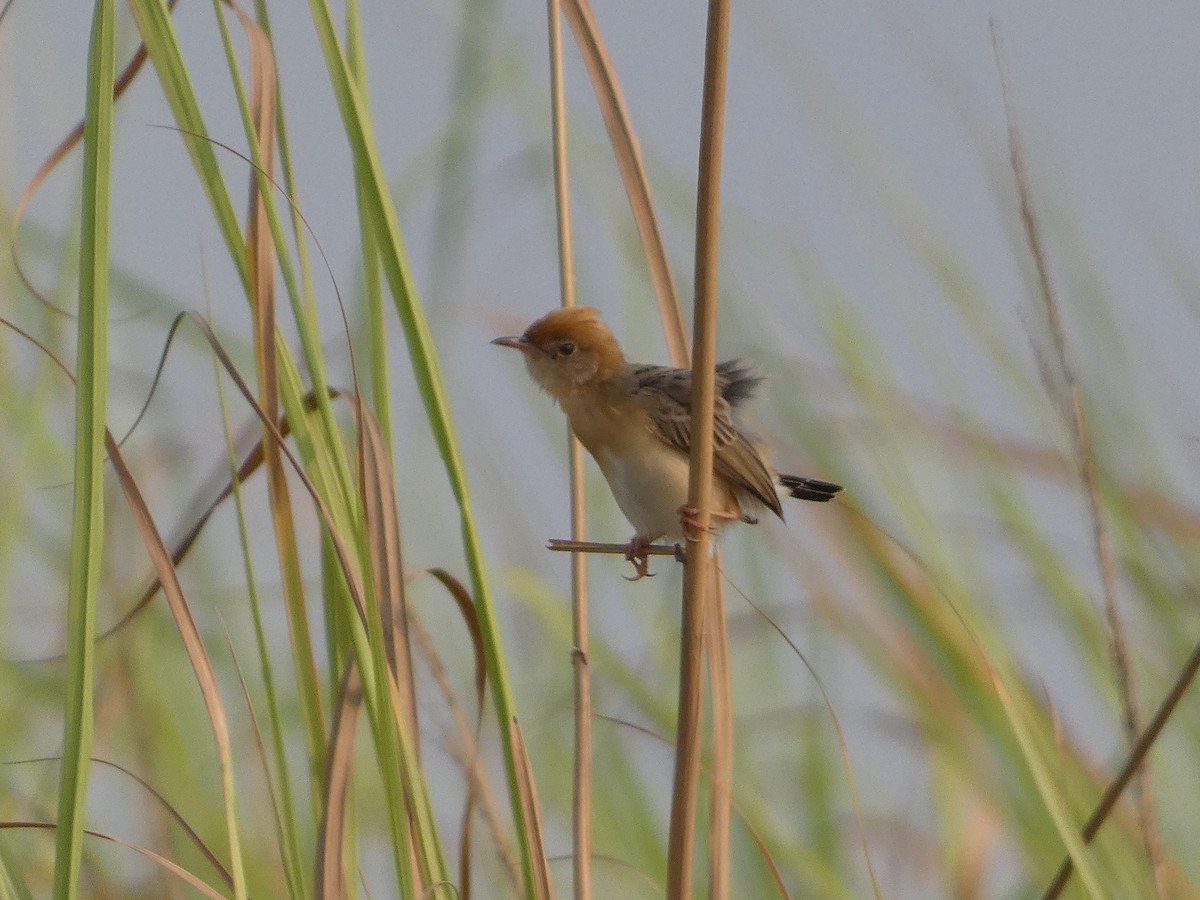 Golden-headed Cisticola - ML617558197