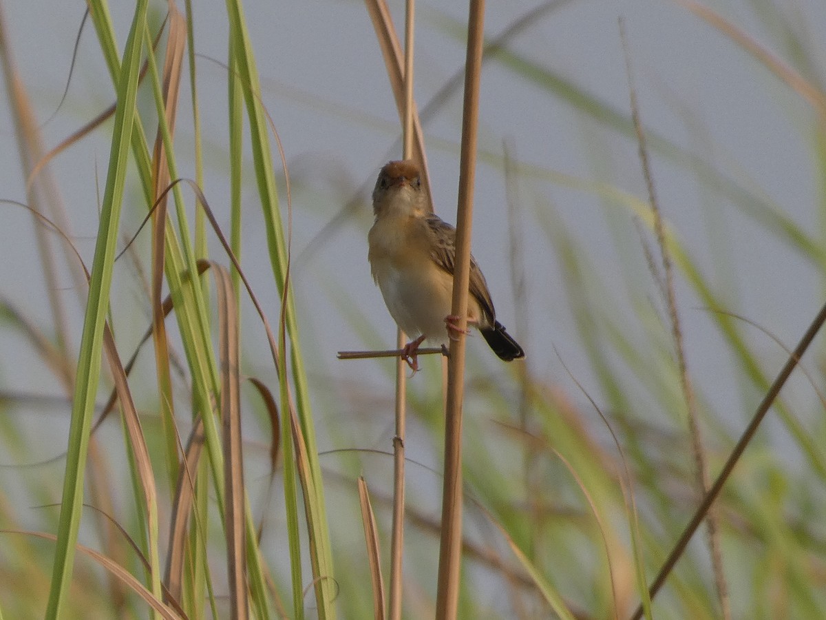 Golden-headed Cisticola - ML617558199