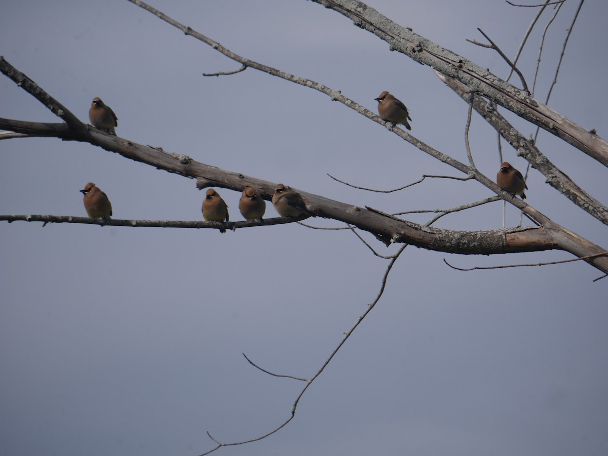 Cedar Waxwing - Cindy Dobrez