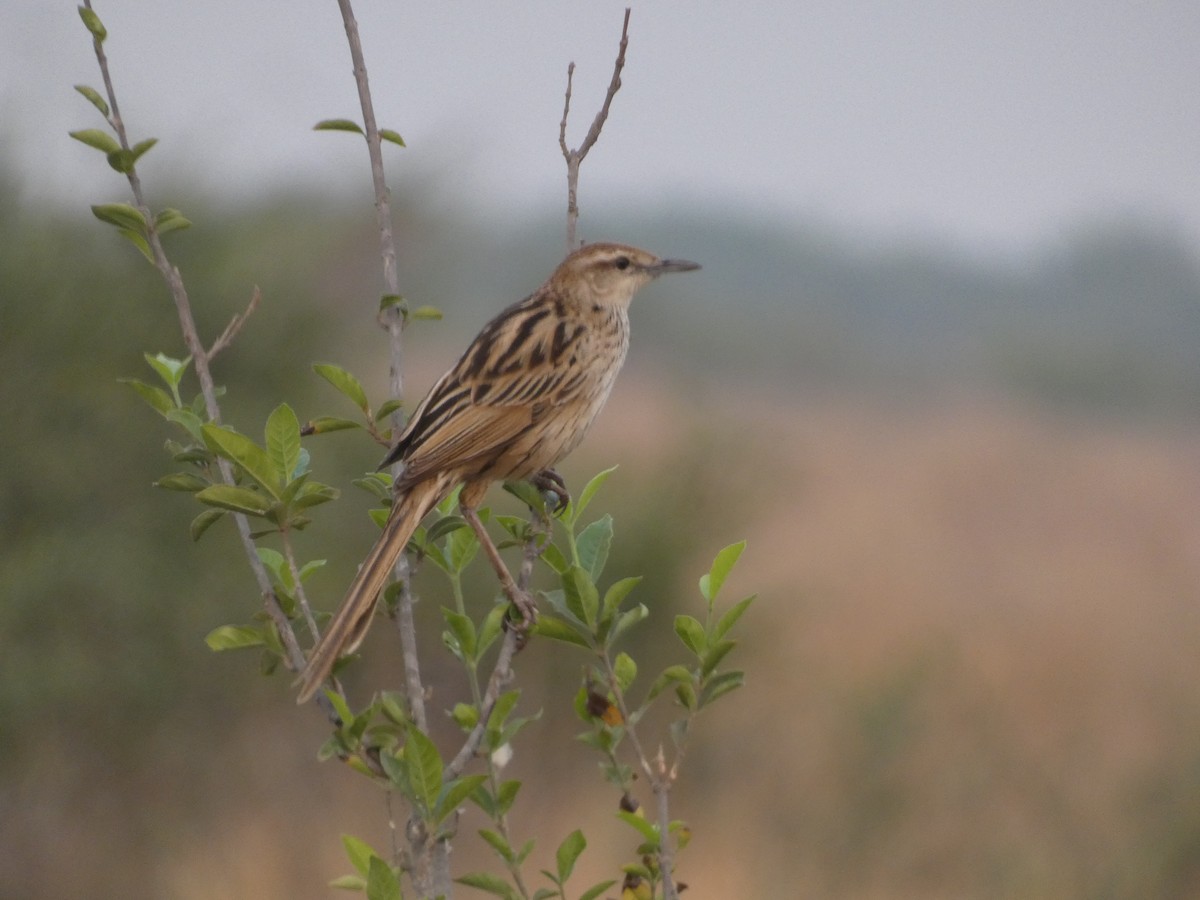 Striated Grassbird - ML617558230