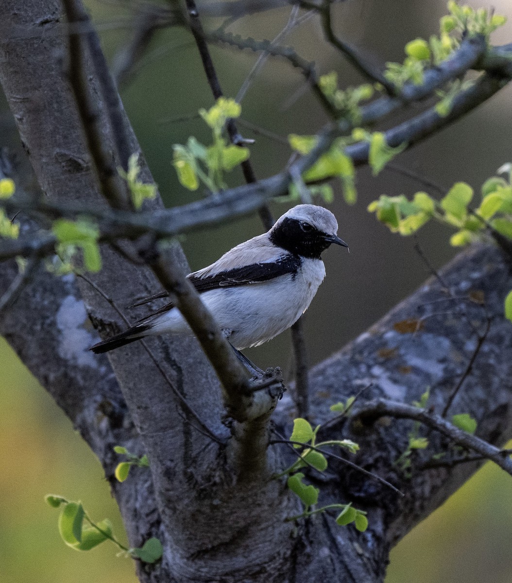 Desert Wheatear - ML617558236