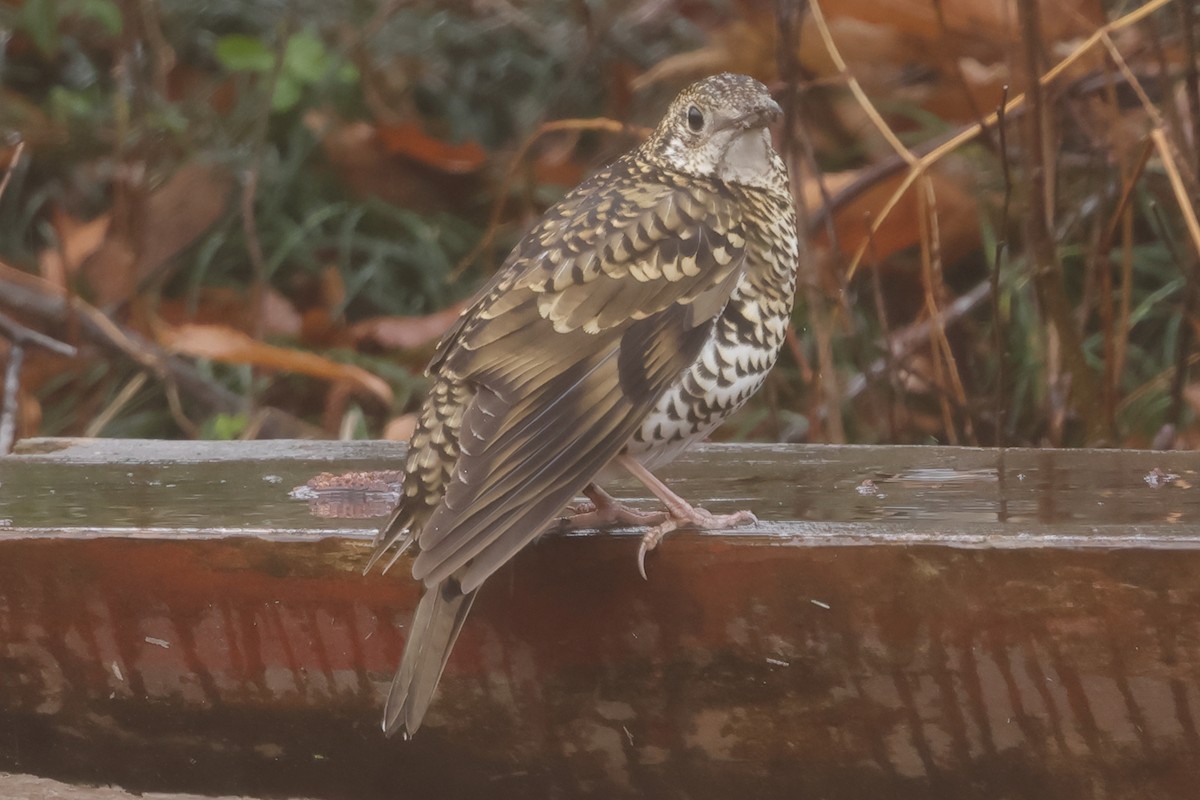 White's Thrush - Fabio Olmos