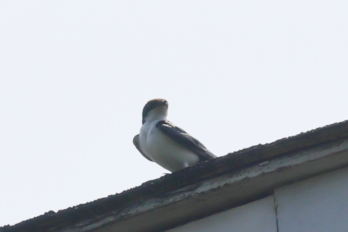Wire-tailed Swallow - Kakul Paul