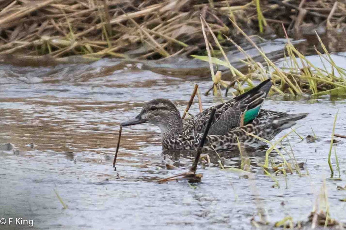 Green-winged Teal - ML617558262