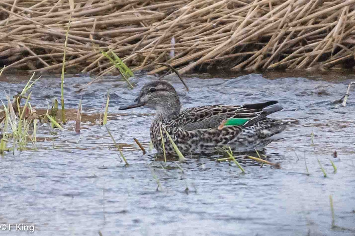 Green-winged Teal - ML617558263