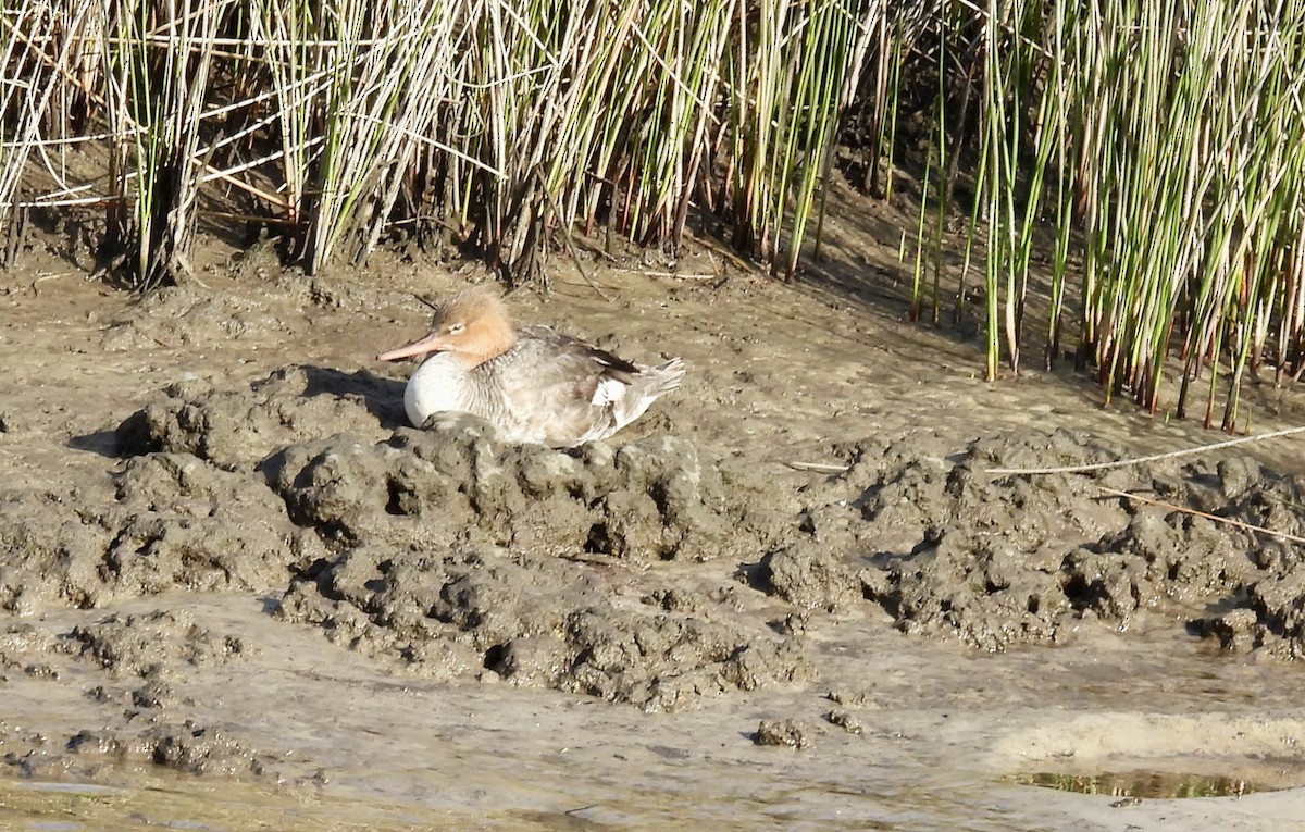 Red-breasted Merganser - ML617558284