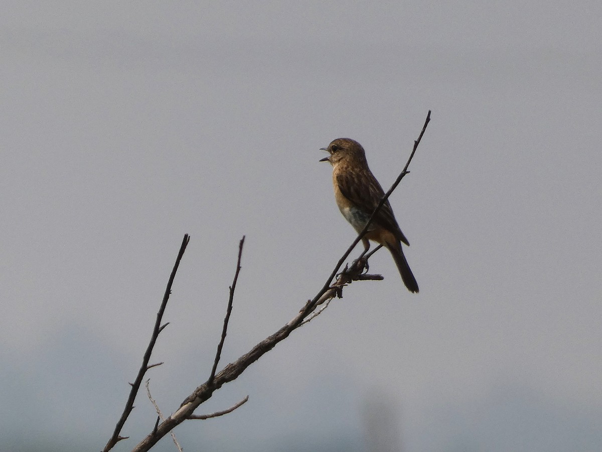 Asian Brown Flycatcher - ML617558285