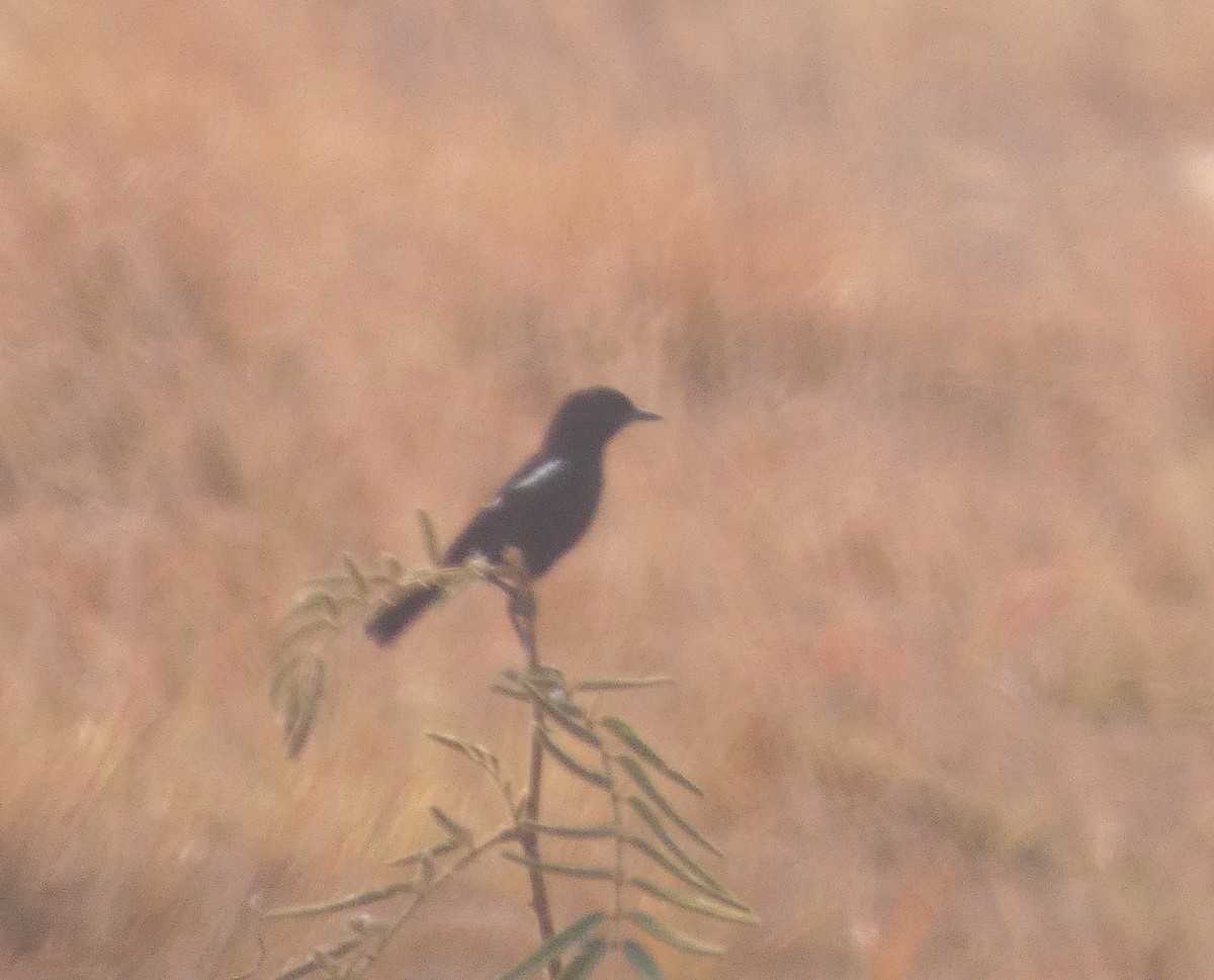 Pied Bushchat - ML617558324