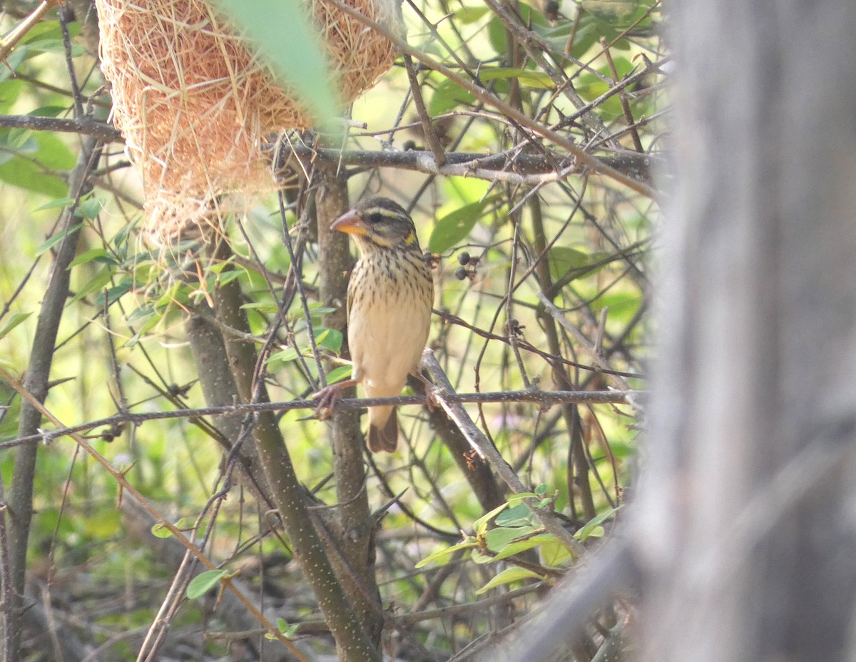 Streaked Weaver - ML617558364