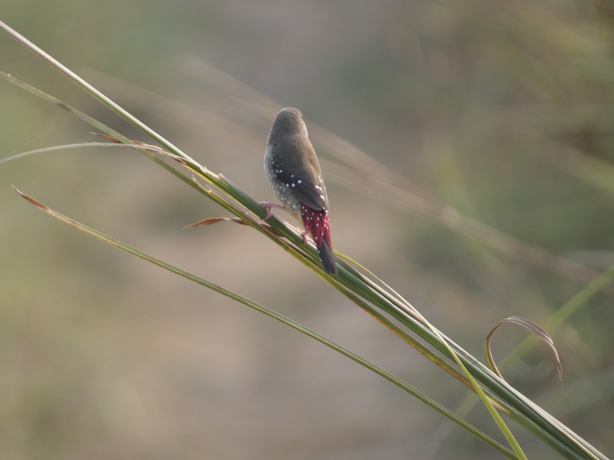 Bengali rouge - ML617558373