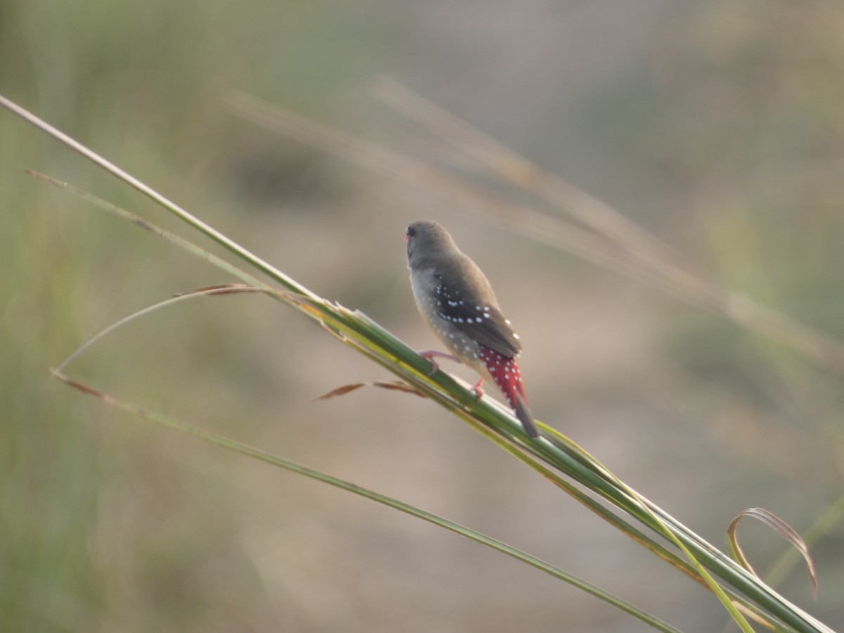 Red Avadavat - ML617558379