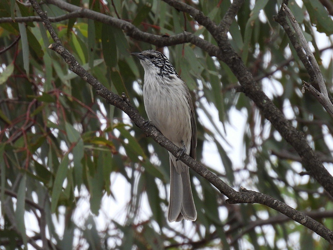 Striped Honeyeater - Katherine Macmillan