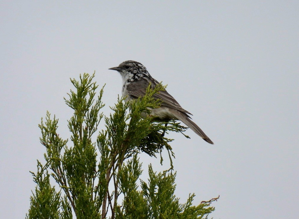 Striped Honeyeater - ML617558478