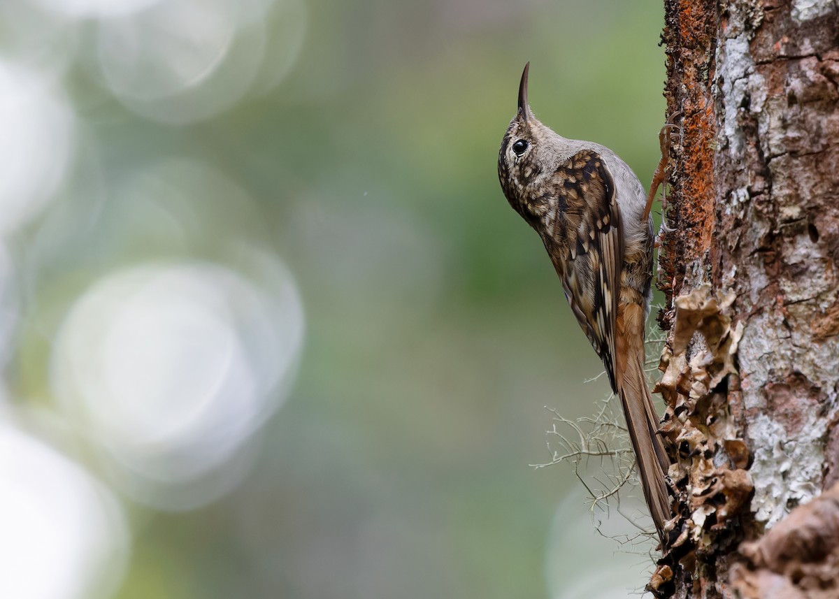 Hume's Treecreeper - ML617558495