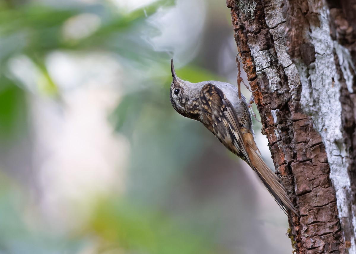 Hume's Treecreeper - ML617558497