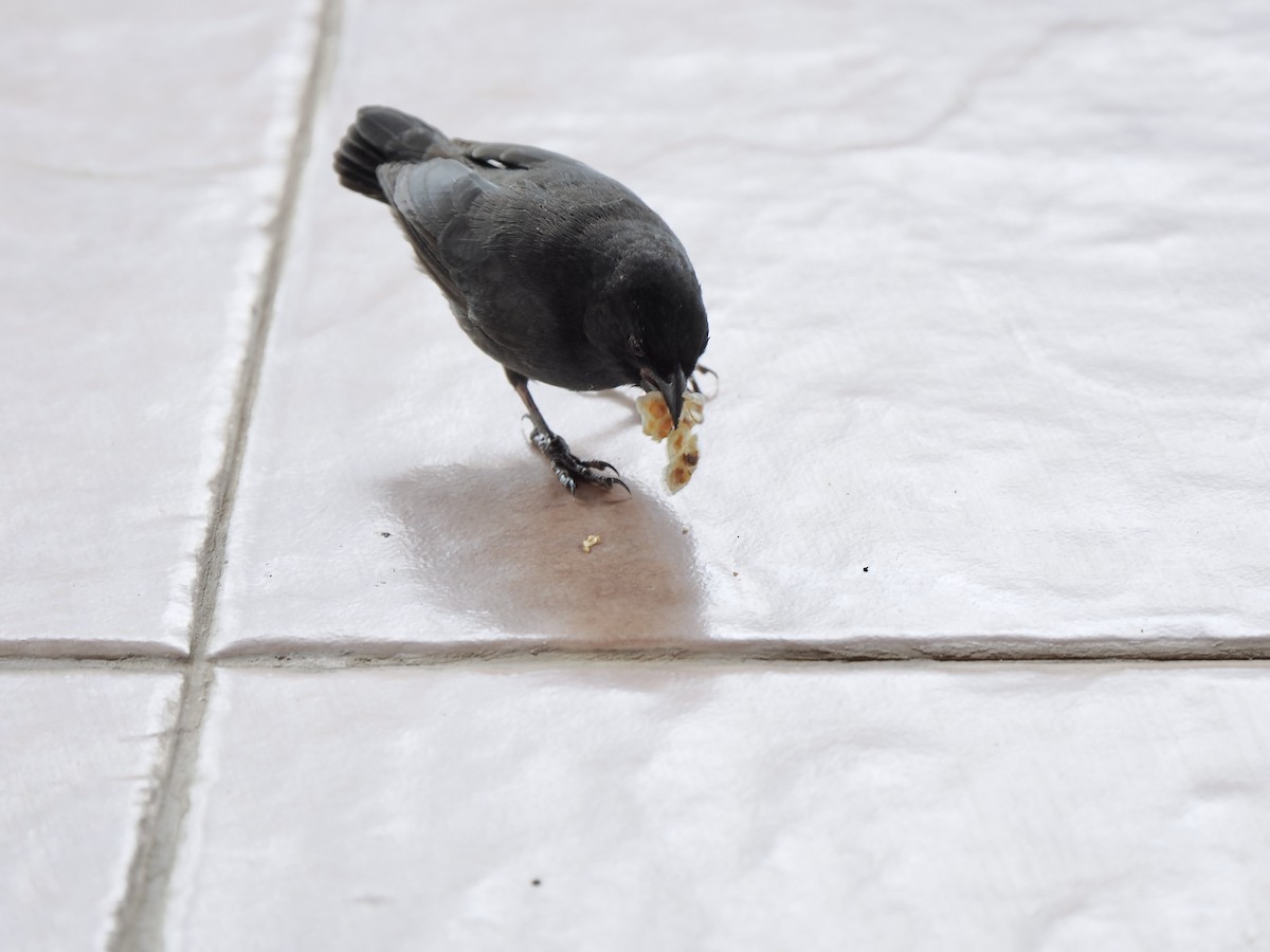 Small Ground-Finch - ML617558506