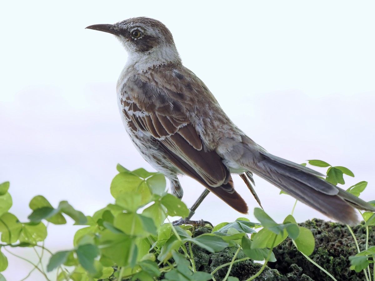 Galapagos Mockingbird - ML617558528