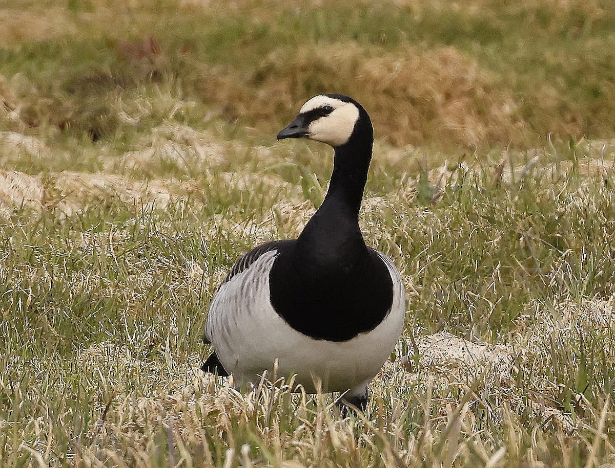 Barnacle Goose - ML617558562